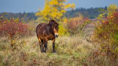 Exmoorský pony