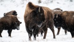 Yellowstonský národní park, který se rozkládá na území amerických států Wyoming, Montana a Idaho, pokryl sníh. Stádu bizonů to ale vůbec nevadí