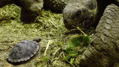 Galapážská Želva obrovská s mládětem.