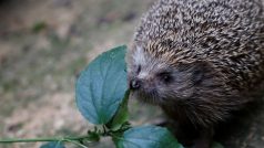 Jeden ze samečků Sherman vážil po příchodu do nemocnice před dvěma měsíci 1.6 kilogramu. To je skoro dvojnásobek průměrné váhy dospělého jedince.