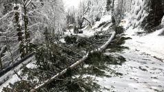 Na mnoha místech, především v okresech Deggendorf a Straubing-Bogen, popadaly na silnice stromy tíhou napadaného sněhu. U Altenbergu lesníci strom porazili preventivně.