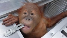 Dvouletý samec orangutana, kterého se muž pokoušel propašovat zdrogovaného v ratanovém koši z Indonésie do Ruska