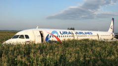 Letadlo Airbus A321 ruské společnosti Ural Airlines ve čtvrtek muselo nouzově přistát v kukuřičném poli u Moskvy. Předtím se srazilo s hejnem ptáků.