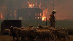 Stádo ovcí s hořícím lesem v pozadí
