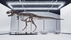 12 metrů dlouhou kostru Tyranosaura rexe vydražili 18. dubna ve Švýcarsku za 5,5 milionu franků (131 milionů korun)