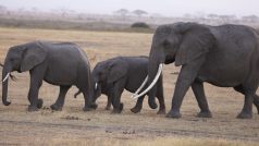 Koridor pro slony v keňské národní rezervaci Maasai Mara vede mezi Keňou a Tanzanií