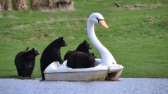 Medvědi na šlapadle v britském safari parku Woburn
