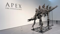 Kostra býložravého dinosaura Apexe je vysoká 3,3 metru a na délku měří 8,2 metru