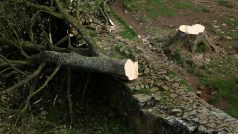 Pokácený legendární javor Sycamore Gap Tree
