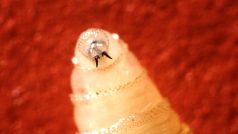 Larva bzučivky lidožravé