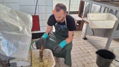 Zahrádkáři z Plzně Letné moštují ve svém areálu každou neděli odpoledne