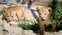 V Zoo Dvůr Králové nad Labem na Trutnovsku se po 30 letech narodila mláďata lvů berberských