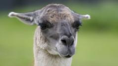 Lama (ilustrační foto)
