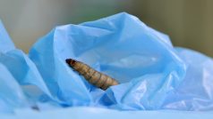 Larvy Zavíječe voskového, latinsky Galleria mellonella, které dokážou sežrat i plast