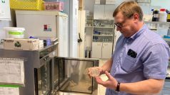 David Šmajs vládá Petriho misku s bakteriociny do termostatu.