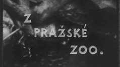 Třináct filmových kotoučů a na nich pět hodin unikátních záběrů