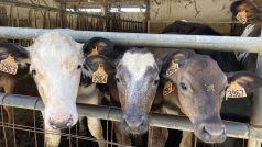 Farmář Yves de Fromentel má na svém statku asi 150 krav a telat