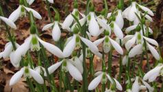 Galanthus bursanus