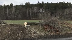 Pokácený strom v aleji v v Zašové na Vsetínsku