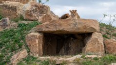 Zoologická zahrada Zlín otevře první záchytné a záchranné centrum pro lvy v Česku