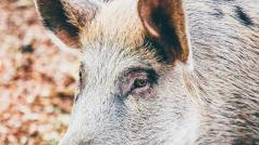 Ohnisko afrického moru prasat u Zlína myslivci zajistí pachovými ohradníky.