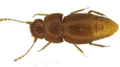 Po aktivistce Gretě Thunbergové pojmenoval britský vědec nově popsaný druh brouka. Bude se jmenovat Nelloptodes gretae