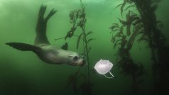 Fotografie lachtana hrajícího si s respirátorem vyhrála v soutěži World Press Photo první místo v kategorii Environmental Singles. Snímek byl pořízen ve vodách nedaleko Monterey v Kalifornii.