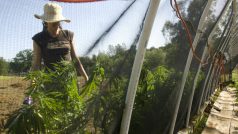 Farma na pěstování marihuany v Kalifornii
