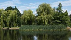 Park Stromovka.