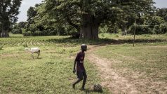 Mladý Senegalec s míčem u stromu baobab