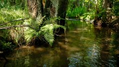 Potoky na Berounsku jsou často znečištěné domovními splašky (ilustrační foto)