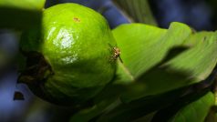 Bactrocera dorsalis - orientální ovocná muška, jinak invazivní škůdce vrtule