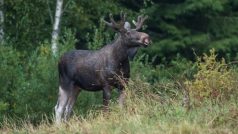 Los Evropský (Alces alces) stojící na okraji lesa. Finsko, Srpen 2020