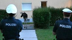 Policisté zajišťují veřejnou bezpečnost, zatímco los Emil prochází městem St. Pöltenu na severovýchodě Rakouska
