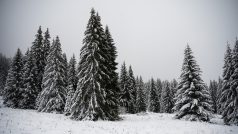 I přes to se ale bude možné, v omezeném režimu, do přírody vojenského újezdu podívat