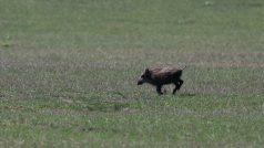 Sele volně žijícího prasete divokého v Lánské oboře