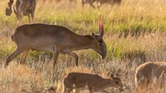 saiga tatarica