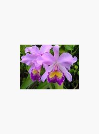 orchidej