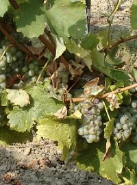 Réva vinná (Vitis vinifera)