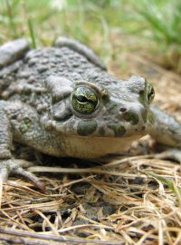 Ropucha zelená (Bufo viridis)