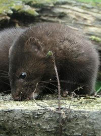 Norek americký (Mustela vison)