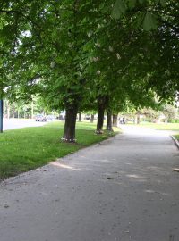 Ošetřené stromořadí v Prešově