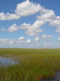 Everglades při pohledu z loďky