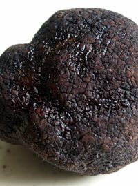 Lanýž černovýtrusý (Tuber melanosporum)