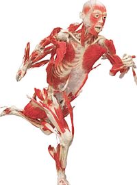 Z výstavy Bodies