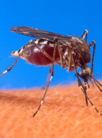 Přenašečem viru horečky chikungunya je komár Aedes aegypti