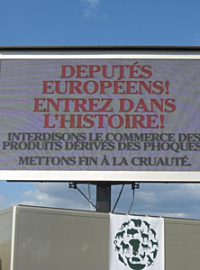 Výzva europoslancům před hlasováním o zákazu obchodování s výrobky z tuleňů