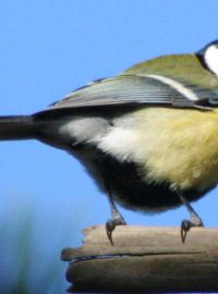 Sýkora koňadra (Parus major)