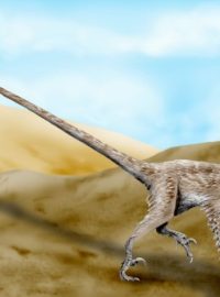 Velociraptor mongoliensis