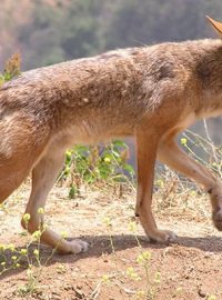 Kojot prérijní (Canis latrans)